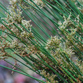 JUNCUS KRAUSII seed image