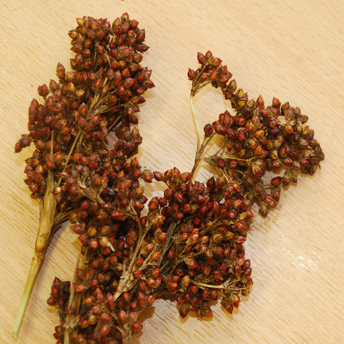 JUNCUS MALLORCAN GIANT seed image