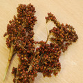 JUNCUS MALLORCAN GIANT seed image