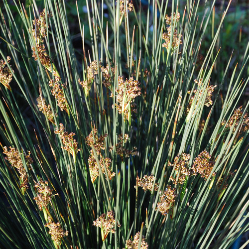 JUNCUS PINCEI seed image