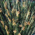 JUNCUS PINCEI seed image