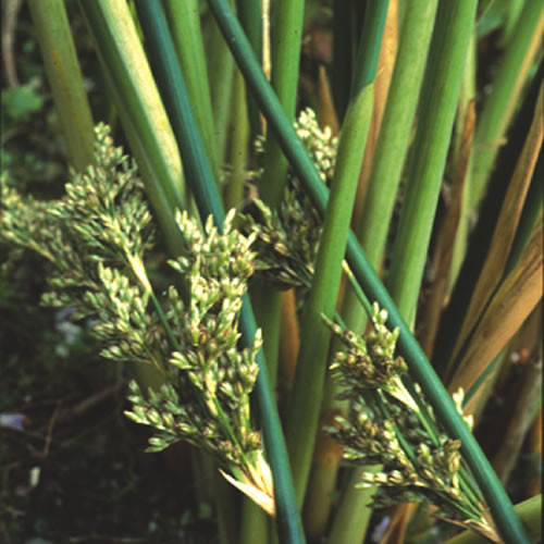 JUNCUS 'SILVER SPEARS' seed image