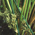 JUNCUS 'SILVER SPEARS' seed image