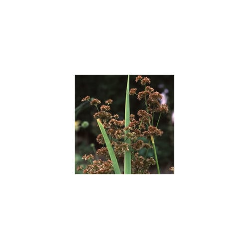JUNCUS XIPHIOIDES seed image