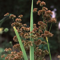 JUNCUS XIPHIOIDES seed image