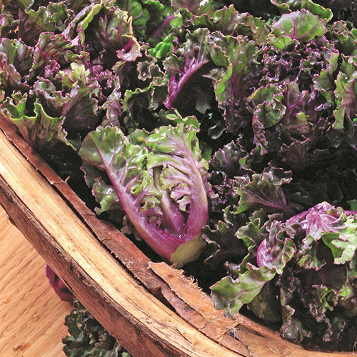 KALETTES GARDEN MIX F1 seed image