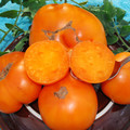 TOMATO KELLOG'S BREAKFAST seed image