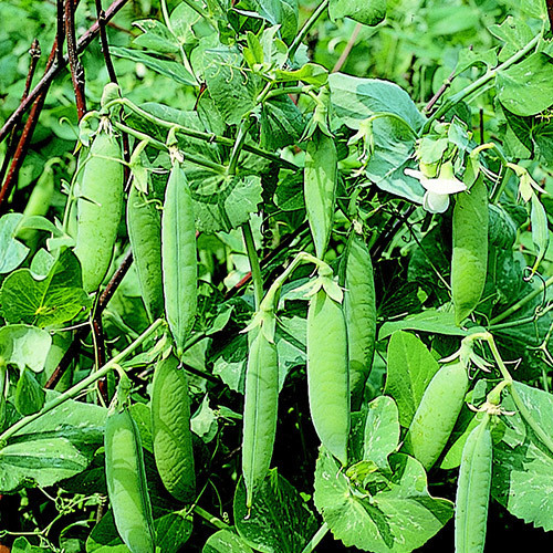 PEA KELVEDON WONDER seed image