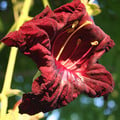 KIGELIA AFRICANA seed image