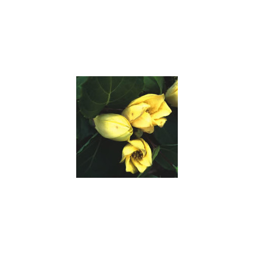 KIRENGESHOMA PALMATA seed image