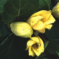 KIRENGESHOMA PALMATA seed image