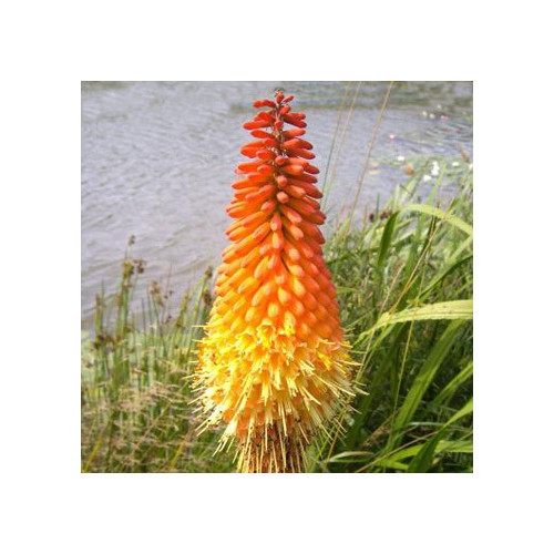KNIPHOFIA MACOWANII seed image