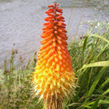 KNIPHOFIA MACOWANII seed image
