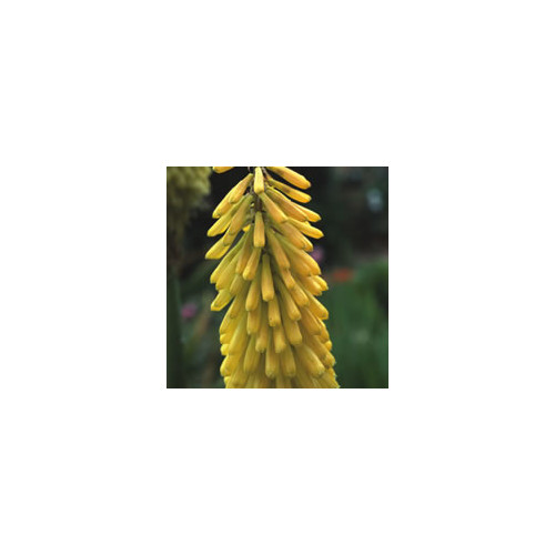 KNIPHOFIA MIXED SPECIES seed image