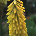 KNIPHOFIA MIXED SPECIES seed image