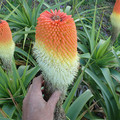 KNIPHOFIA NORTHIAE seed image