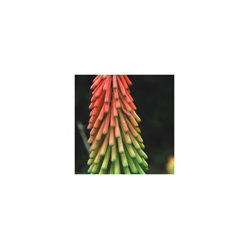 KNIPHOFIA RITUALIS seed image