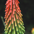KNIPHOFIA RITUALIS seed image