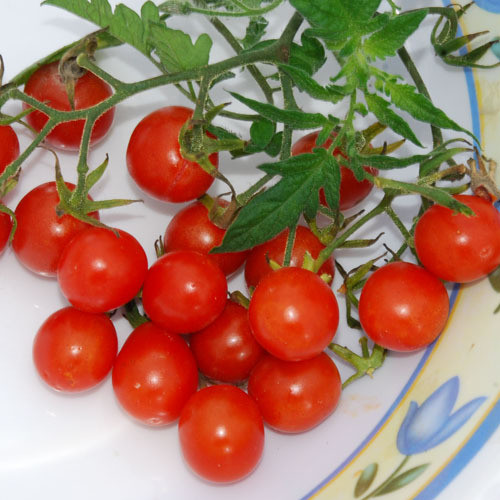 TOMATO KORALIK seed image