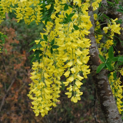 LABURNUM ANAGYROIDES seed image