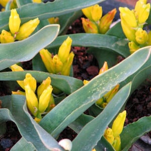 LACHENALIA REFLEXA seed image