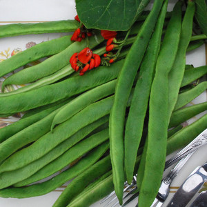 BEAN LADY DI seed image