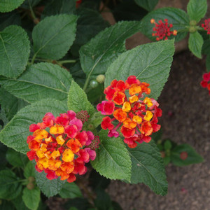 LANTANA CAMARA seed image