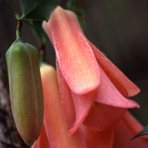 LAPAGERIA ROSEA seed image
