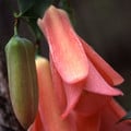 LAPAGERIA ROSEA seed image