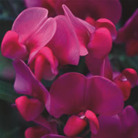 LATHYRUS HARDY SPECIES MIXED seed image