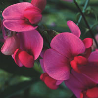 LATHYRUS LATIFOLIUS 'RED PEARL' seed image