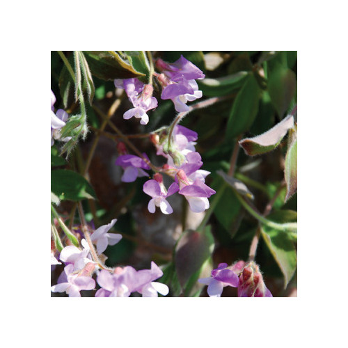 LATHYRUS LAXIFLORUS seed image