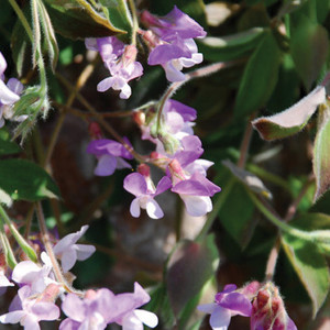 LATHYRUS LAXIFLORUS seed image