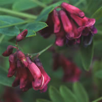 LATHYRUS NIGER seed image