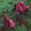 LATHYRUS NIGER seed image