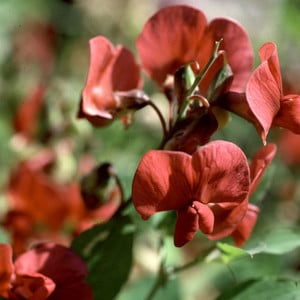 LATHYRUS ROTUNDIFOLIUS seed image