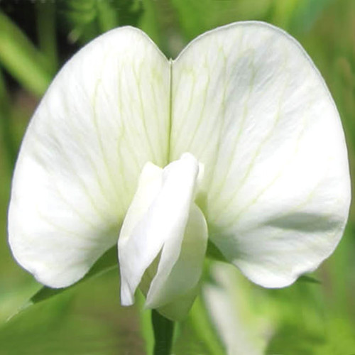 LATHYRUS SATIVUS ALBUS seed image