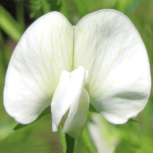 LATHYRUS SATIVUS ALBUS seed image