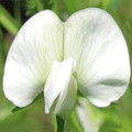 LATHYRUS SATIVUS ALBUS seed image