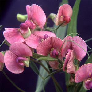 LATHYRUS SYLVESTRIS seed image