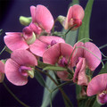 LATHYRUS SYLVESTRIS seed image