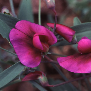 LATHYRUS TINGITANUS seed image