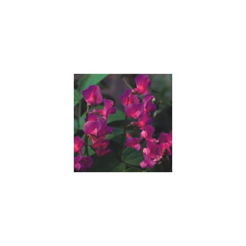 LATHYRUS VERNUS seed image