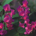 LATHYRUS VERNUS seed image
