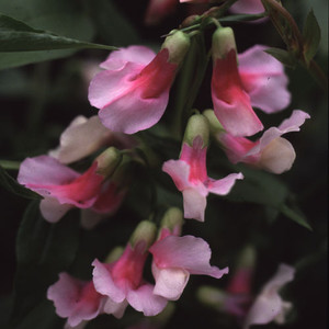 LATHYRUS VERNUS ALBO ROSEUS seed image