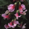 LATHYRUS VERNUS ALBO ROSEUS seed image