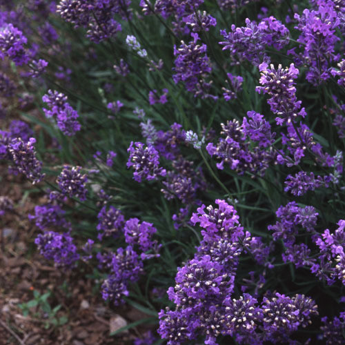 LAVANDULA ANGUSTIFOLIA 'HIDCOTE BLUE' seed image