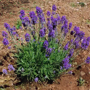 LAVANDULA SPICATA 'MUFFET'S CHILDREN' seed image