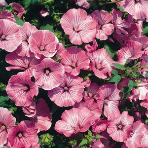 LAVATERA TRIMESTRIS 'SILVER CUP' seed image