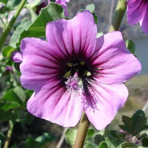 LAVATERA ARBOREA seed image